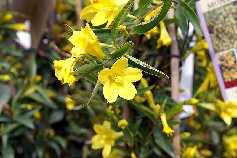 Beautiful yellow colored flowers of carolina jasmine