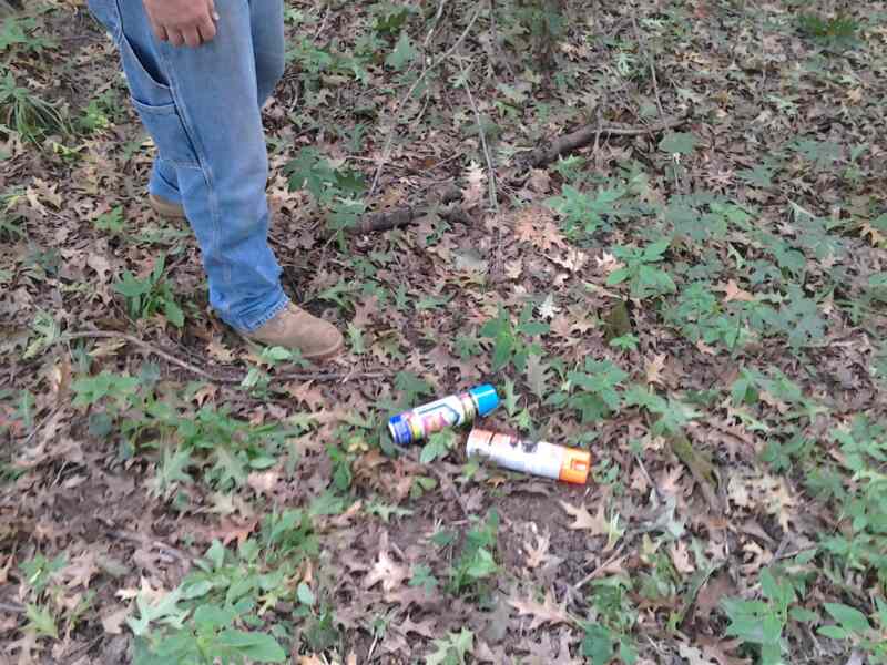 Many leaves dropped on the ground due to the oak wilt disease