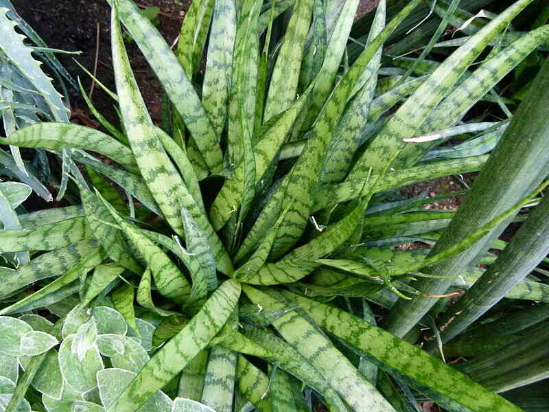 A close up of snake plant