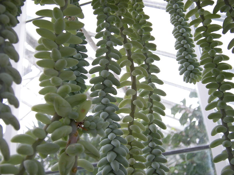 A close up of Burro's tail