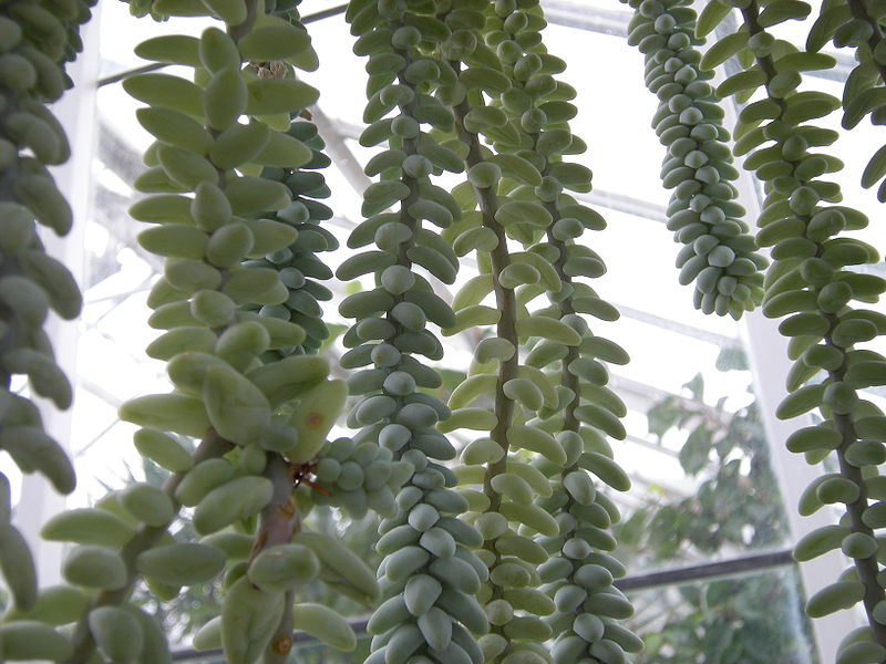 A close up of Burro's tail