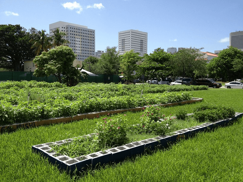 A lush green community garden grows in Miami