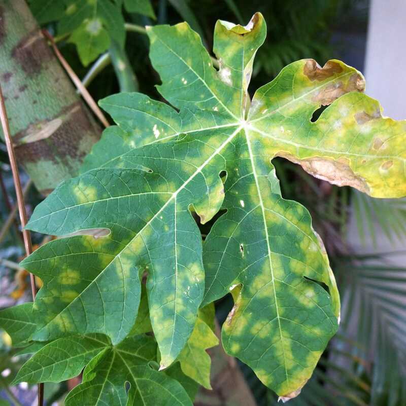 A powdery mildew on leaf of tree