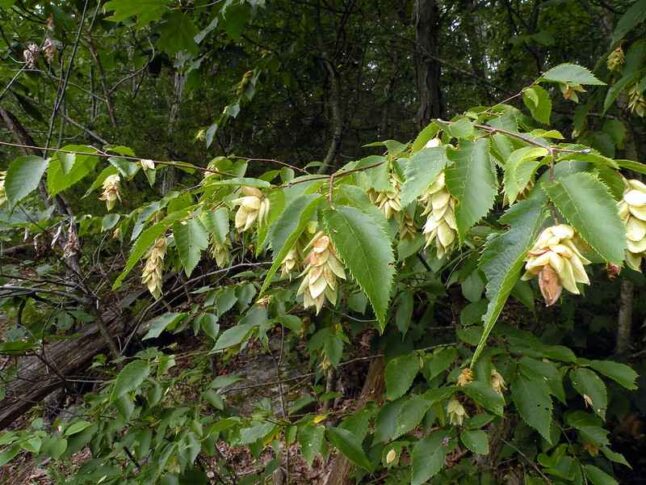 American Hophornbeam