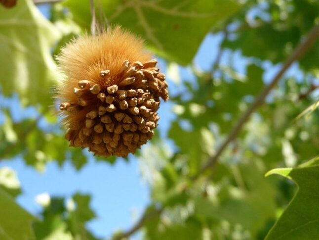 American Sycamore