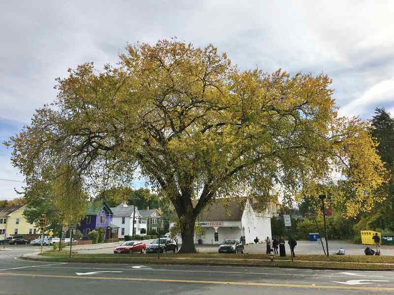 a florida elm tree beside a road