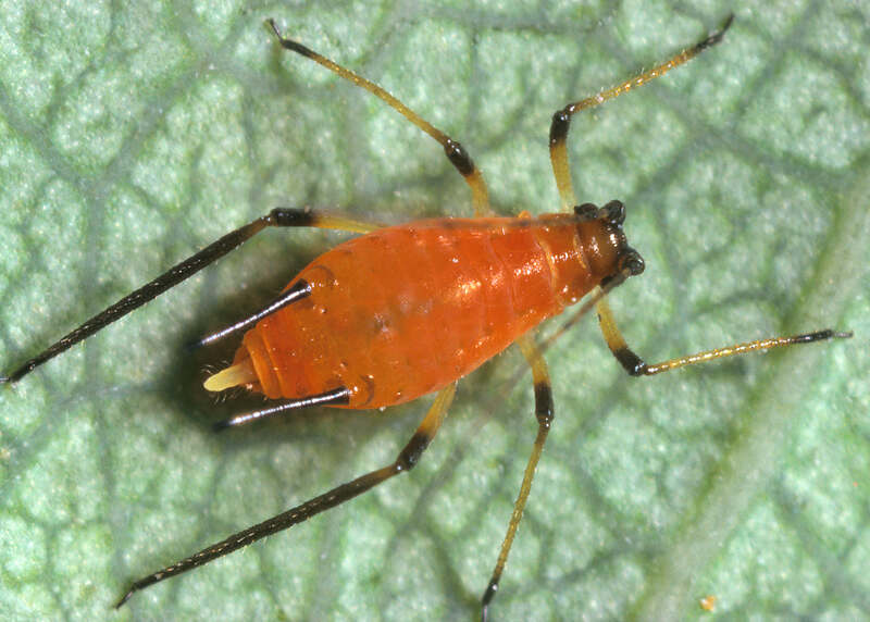 an aphid on a leaf