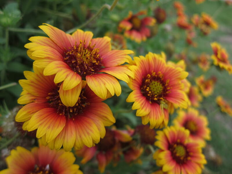 image of blanket flower