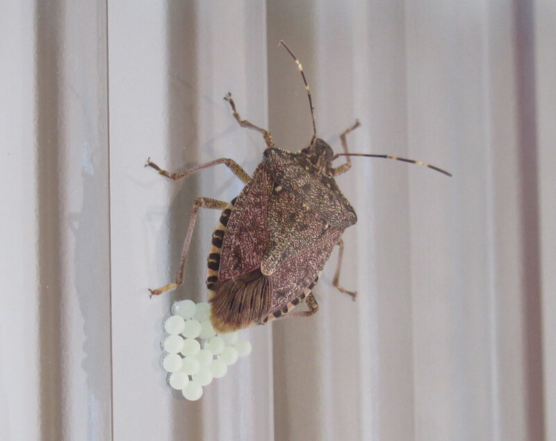 Stink bug laying eggs