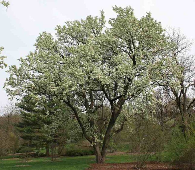 Callery Pears