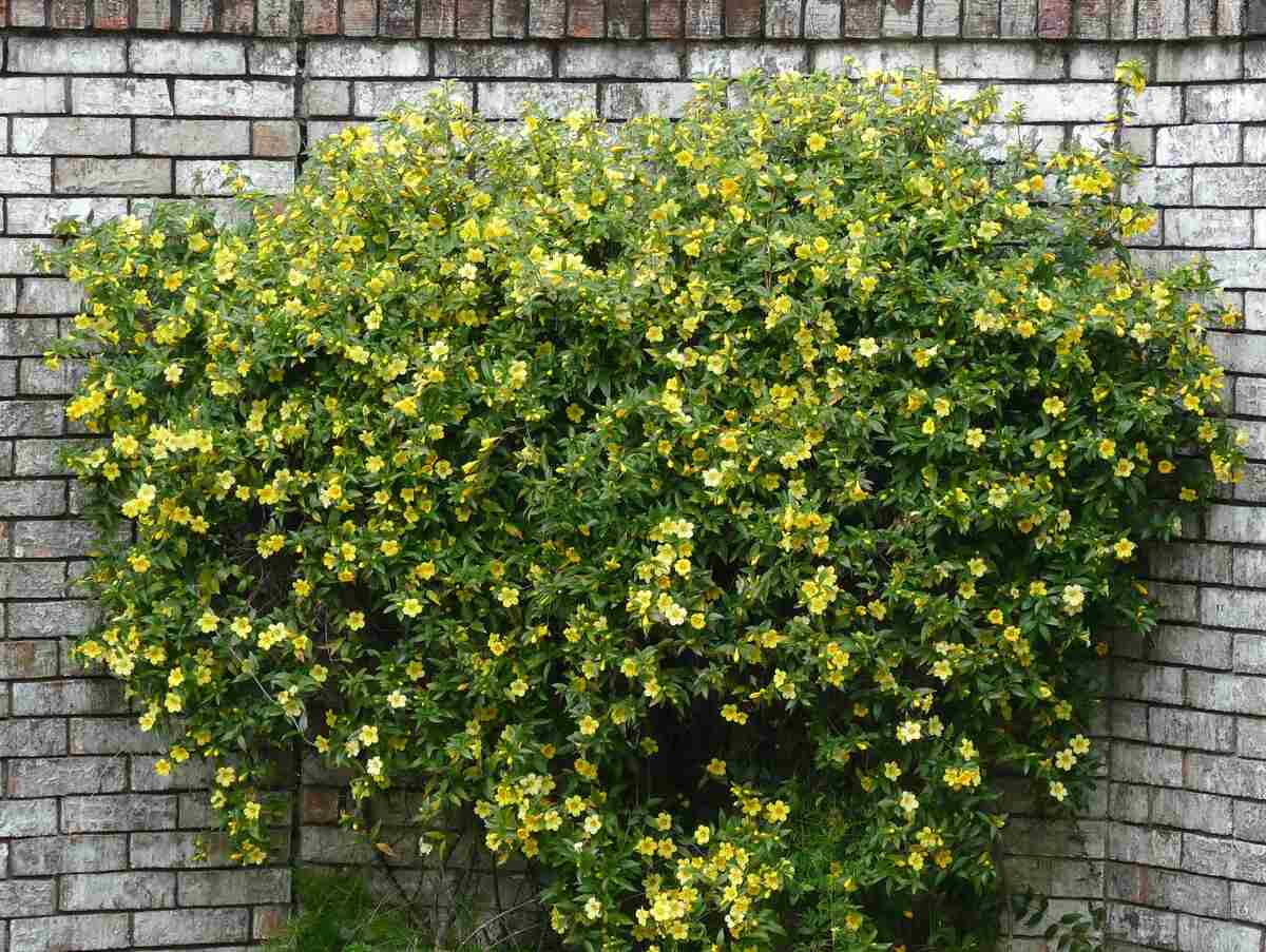 image of yellow flowers in a lawn