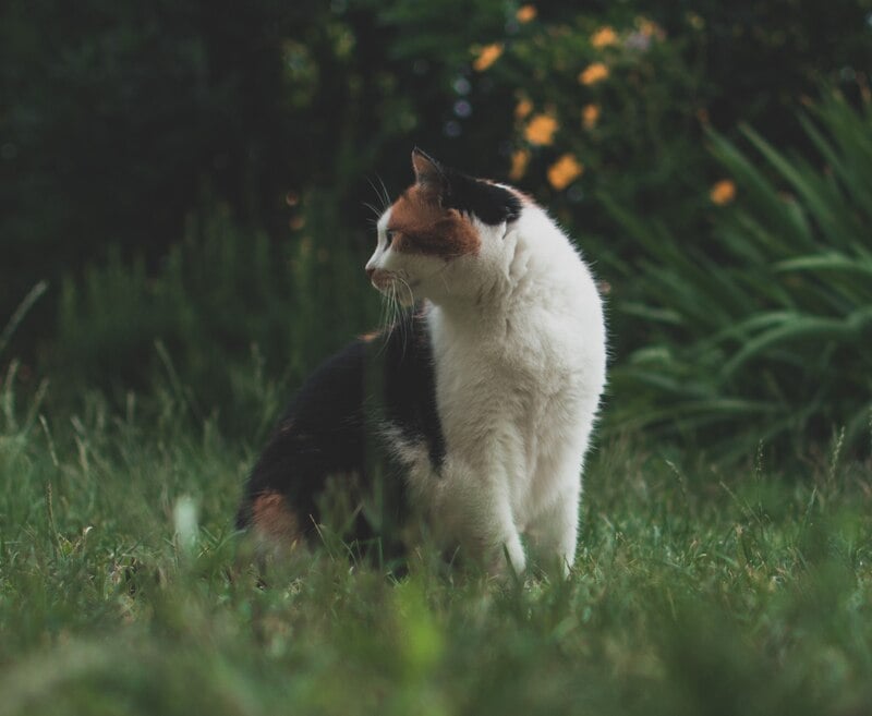 image of a cat sitting in a garden