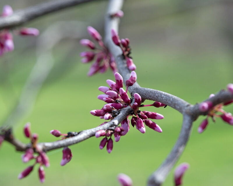 closeup of the texas redbud tree's flowers