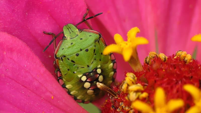 chinch bug on a pink petal of a flower