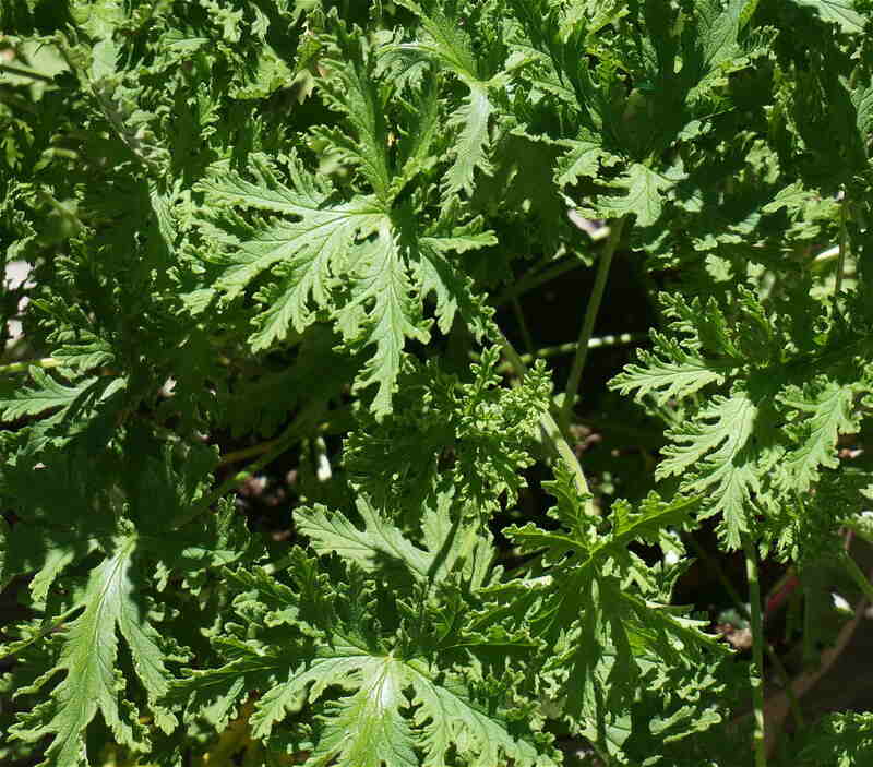 image of citronella leaves in a garden