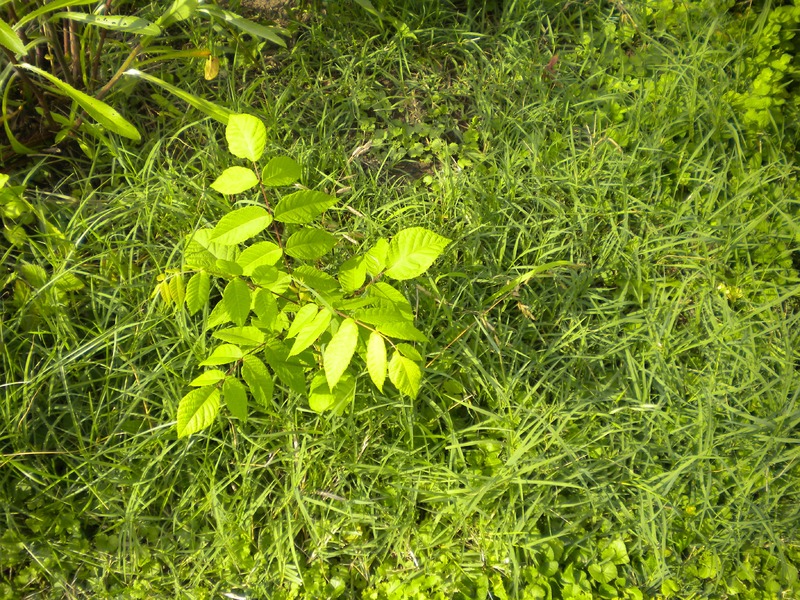 Weed on Grass lawn