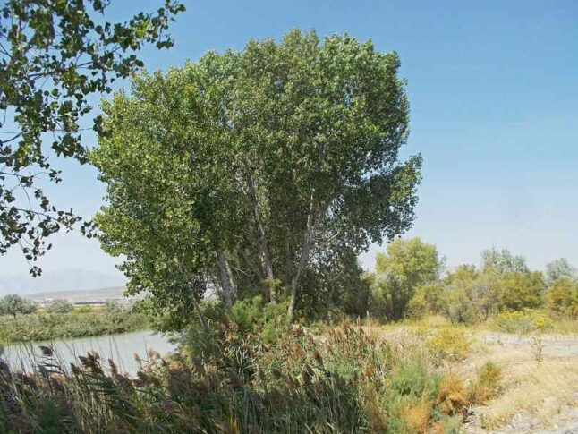 Cottonwood Tree