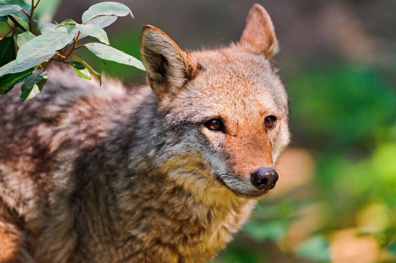 image of a coyote in a jungle