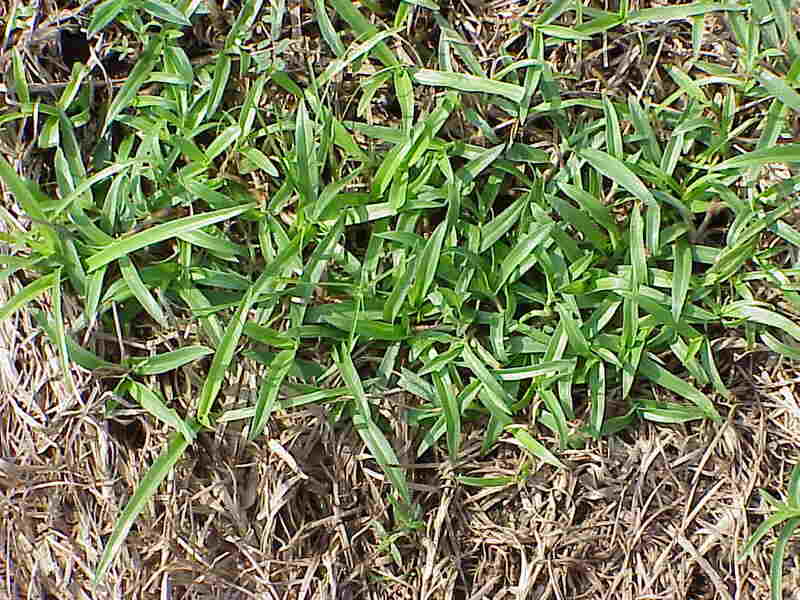 closeup image of Doveweed