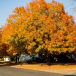 10 Fall Lawn Care Tips for Sacramento, CA
