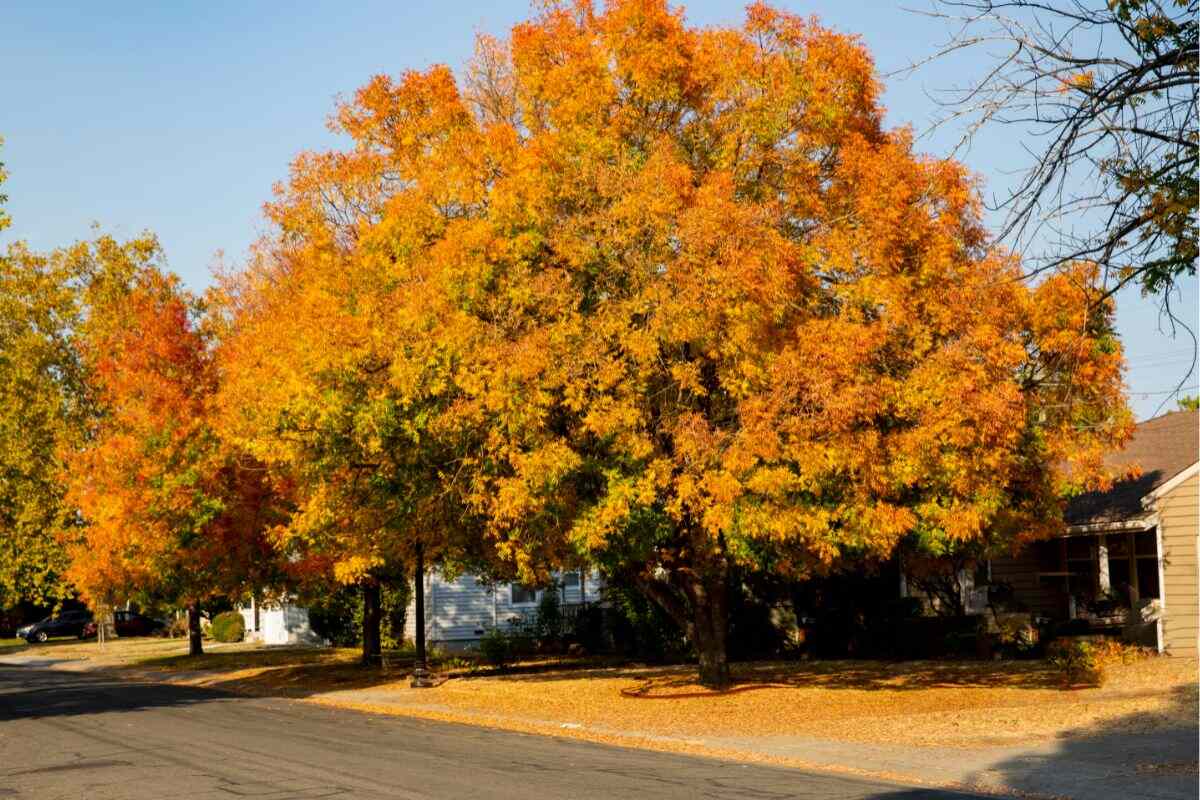 Fall lawn in sacramento