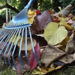 What To Do About Leaf Removal In Orlando, FL