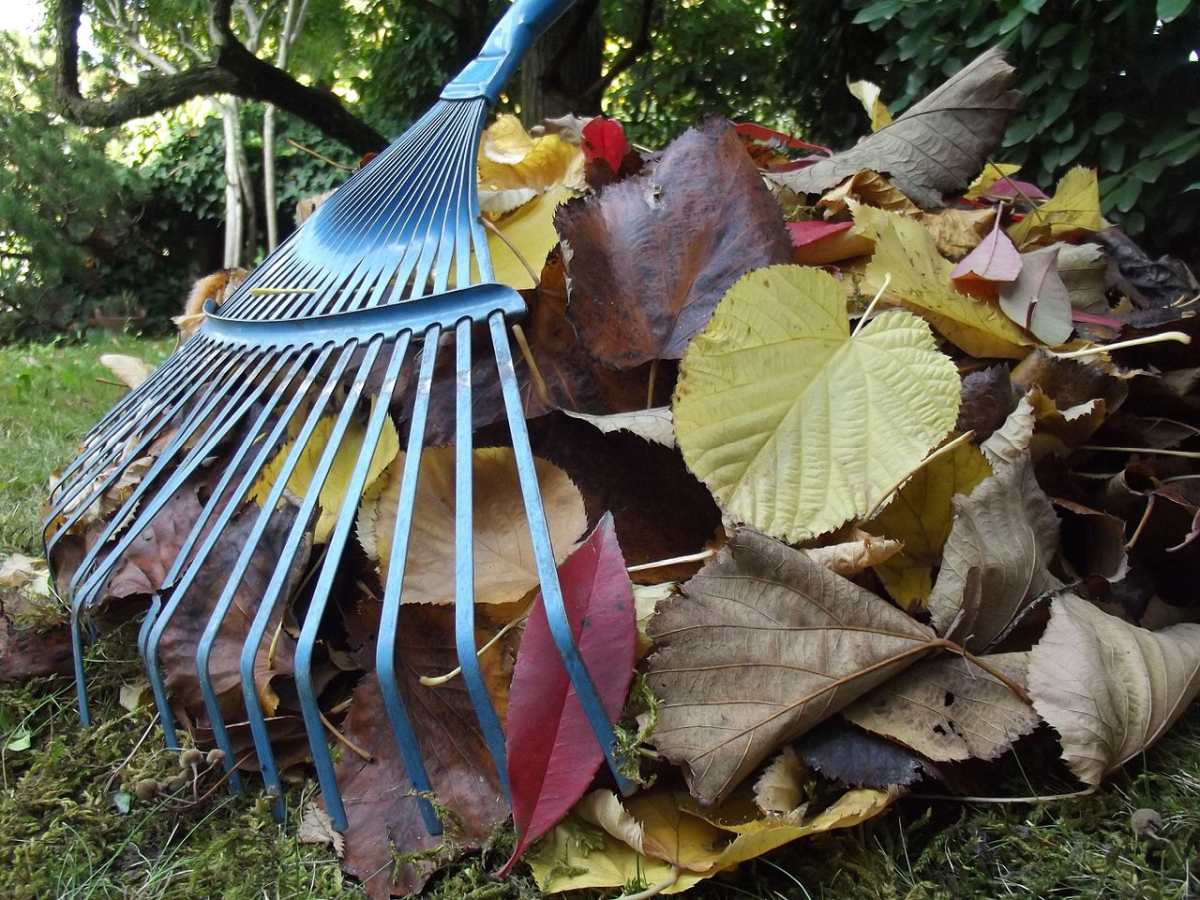 Raking fall leaves