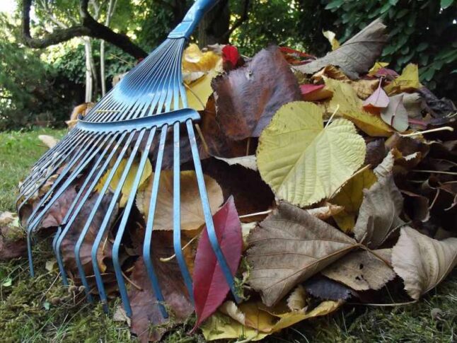 Raking fall leaves