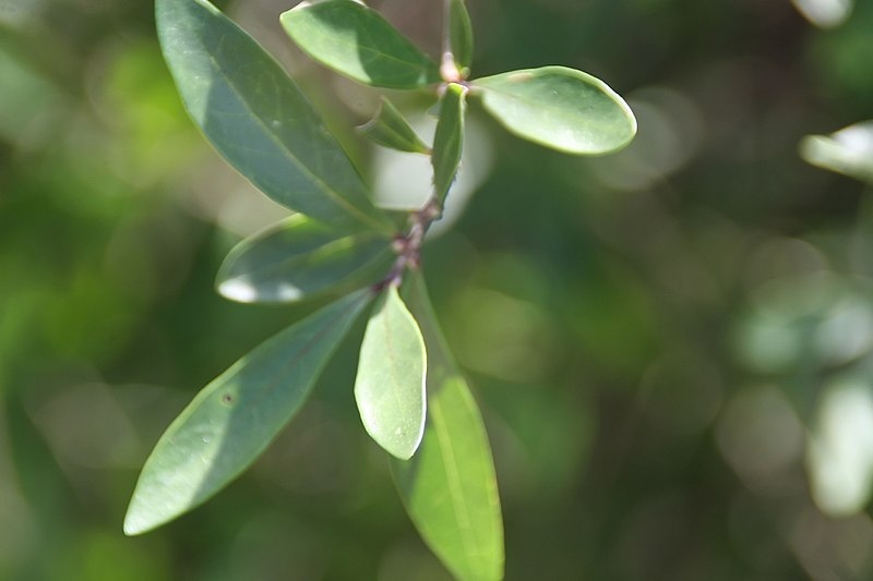 closeup image of florida privet
