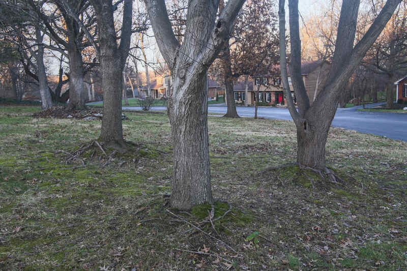 group of trees in a yard