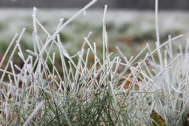 Frozen grass