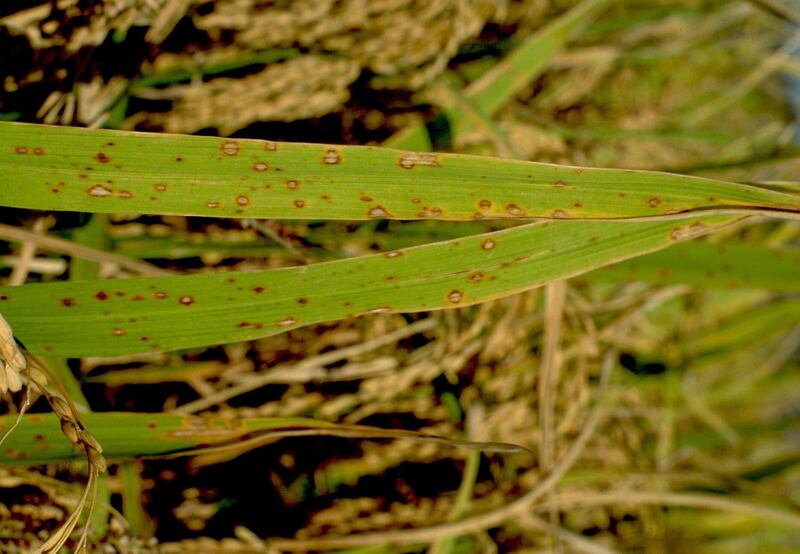 Helminthosporium leaf spot image