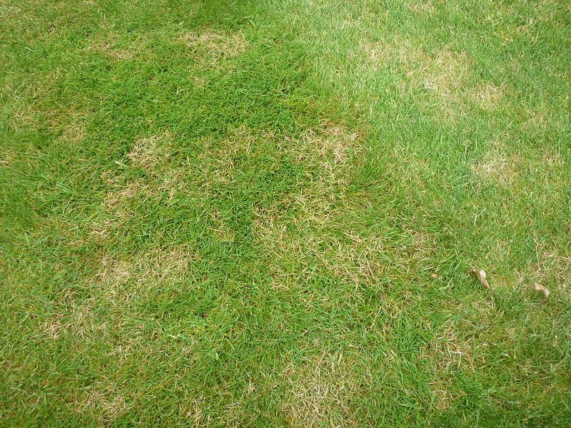 small patches of brown grass
