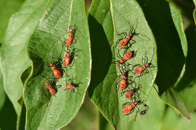 leaf footed bug nymphs on a leaf