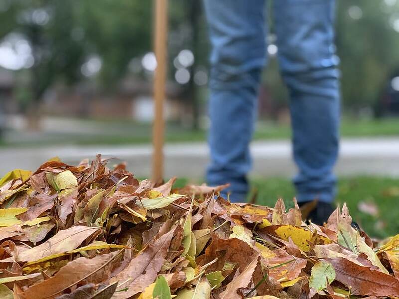 picture of a person removing leaves