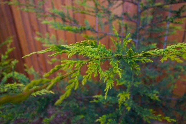 Leyland Cypress