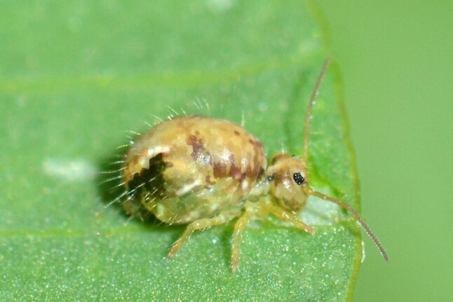 Lucerne fleas on a plant
