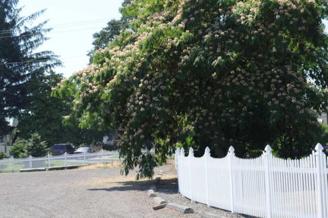 Mimosa Tree