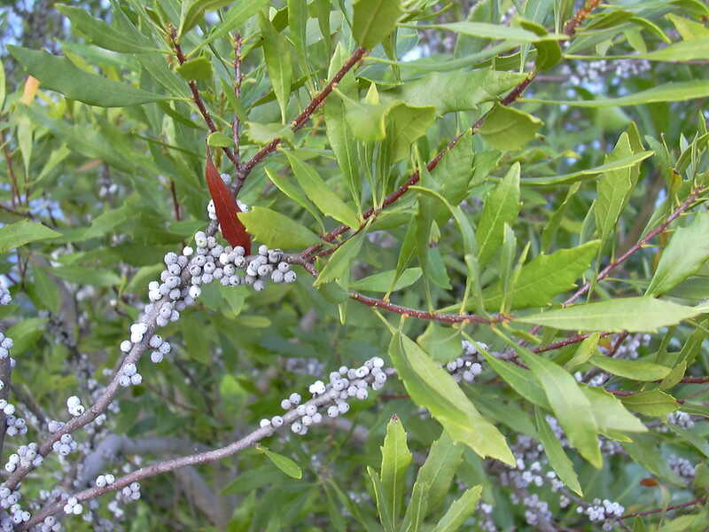 closeup image of morella cerifera plant