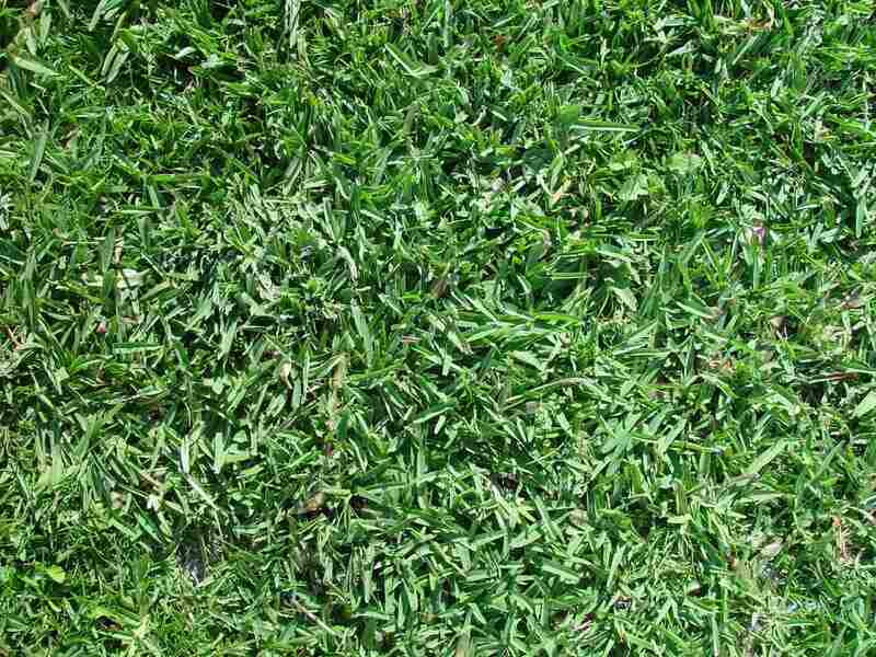 Closeup view of green colored buffalograss