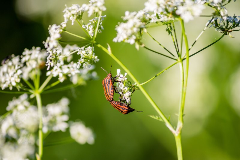 Pest on a plant