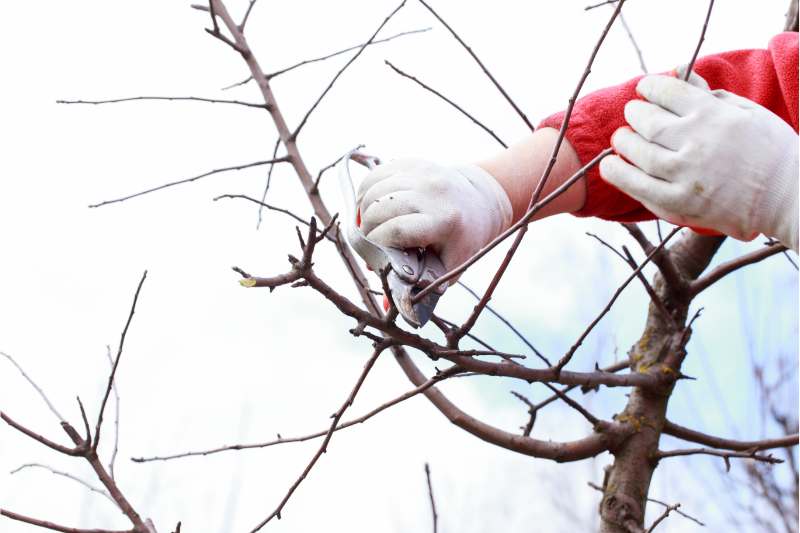 image of a person pruning plant with a pruner