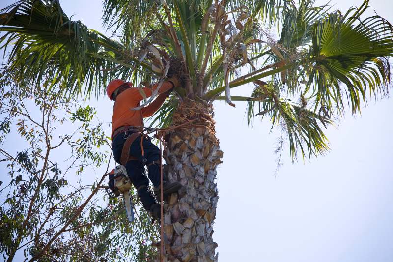 trimming tree image