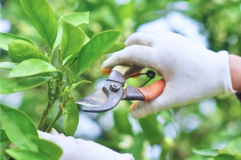 person pruning a plant