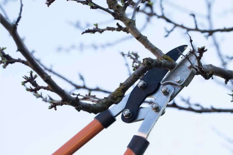 pruning a shark with a pruner