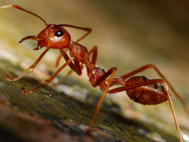 a close-up photo of fire ant