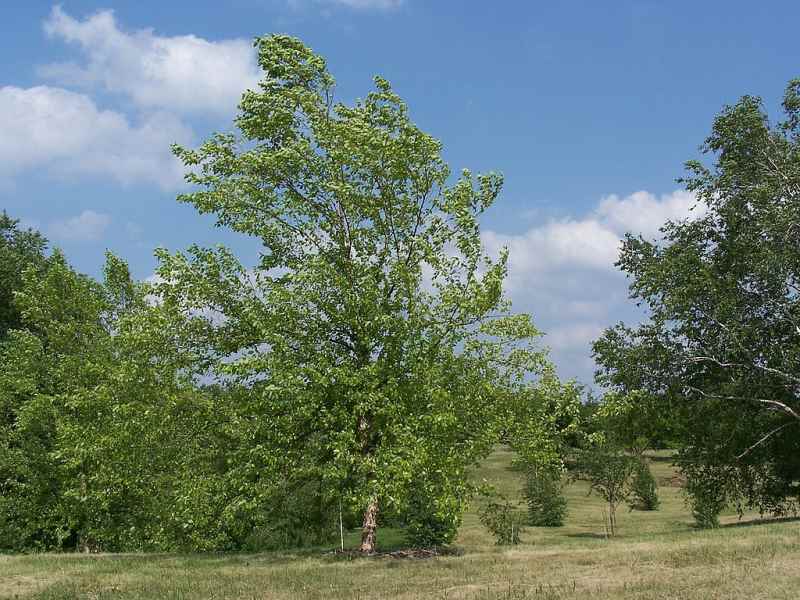 River Birch tree