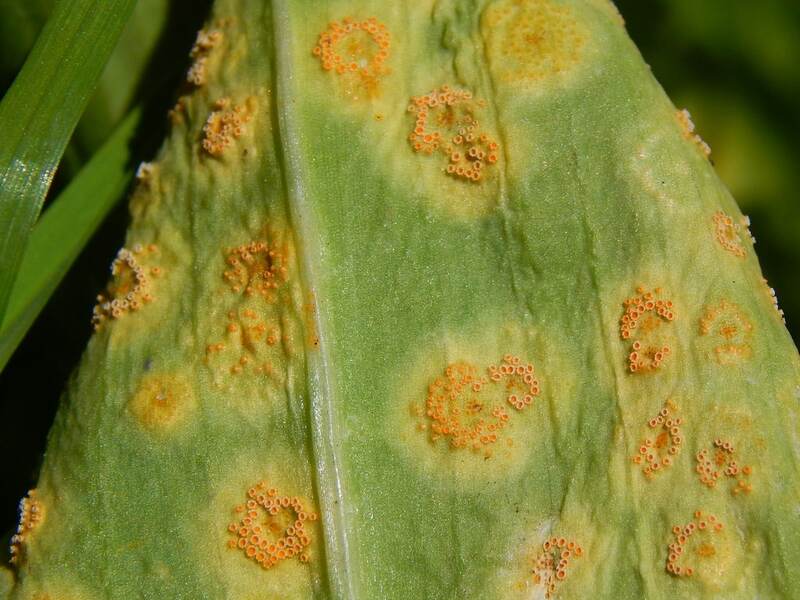 rust leaf spot