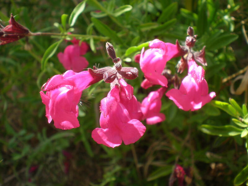 beautiful pink colored flowers of Autumn sage