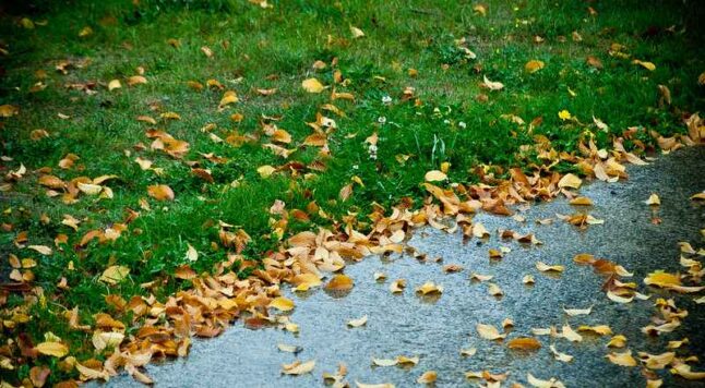 Scattered leaves on a lawn and patio